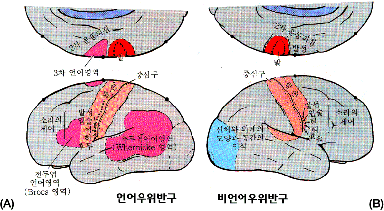 <그림15> 언어우위 
(좌) &nbsp;반구의 언어영역 (A, 
적색) 과 비언어우위 (우) 반구의 상당한 영역 (B)